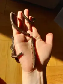 Telodeinopus aoutii