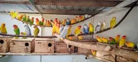Agapornis ružohrdly opalin