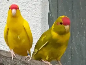 Kakariki