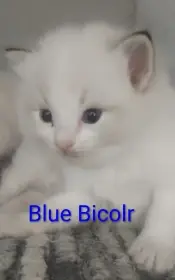 Ragdoll s pp
