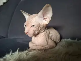Koťata typu sphynx