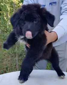 Libby hledá lásku a domov