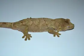 Mniarogekko chahoua