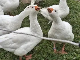 Nabízím pár husa česká bílá