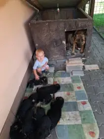 Štěňata nabízím