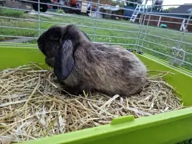 Zakrslý beran