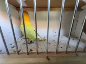 Agapornis škraboškový