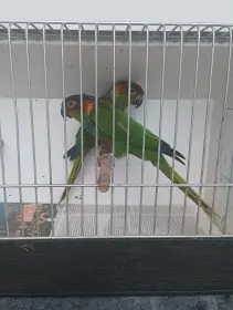 Prodám pyrura modrobradý cruentata