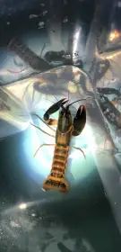 Cherax snowden
