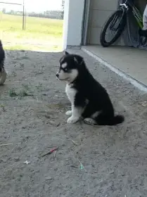 Štěňata huskyho s PP