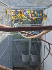Agapornis fischeri
