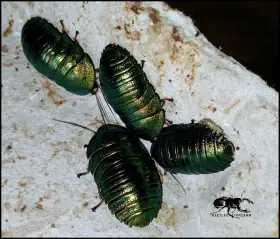 Corydidarum
