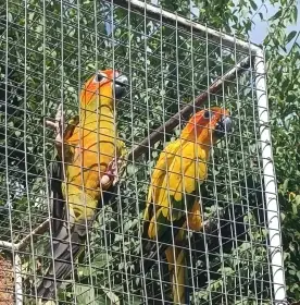 Aratinga sluneční sDNA 1,0