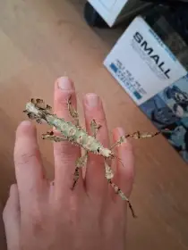 Strašilky australské & pakobylky rohaté