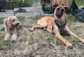 Ellie (8měsíců)