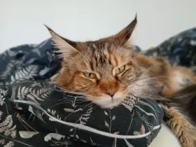 Matka