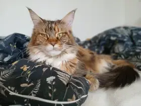 Matka