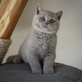 Lilový britský kocourek