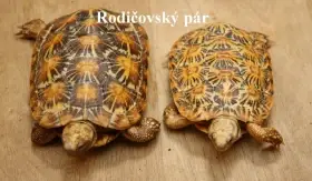 Želvy skalní Malacochersus tornieri