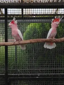 Kakadu inka