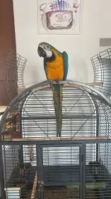 Ara ararauna