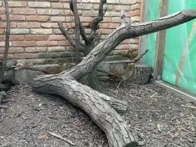Prodám samicu bažant zlatý