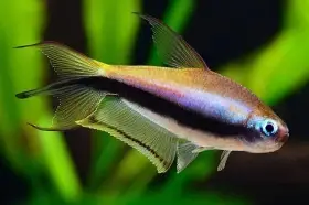 Tetra císařská - Nematobrycon palmeri