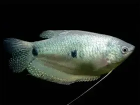 Čichavec šedý -Trichopodus trichopterus