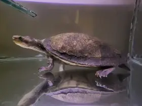 Prodám emydura červenobřichá