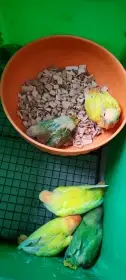 Agapornis ružohrdly
