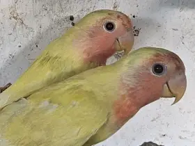 Agapornis růžohrdlý, Holoubek diamantový