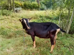 Prodám černou kozu
