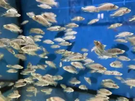 Altolamprologus compressiceps “Kilima Mandarin