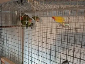 Agapornis růžohrdlý