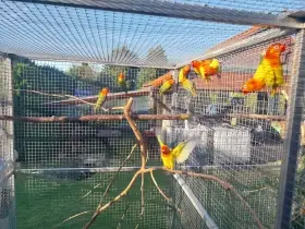 Koupím samici Agapornis fischeri lutino