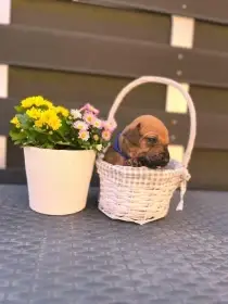 Rhodéský ridgeback štěňátka s PP