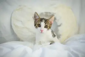 Koťátka a kočičky k adopci