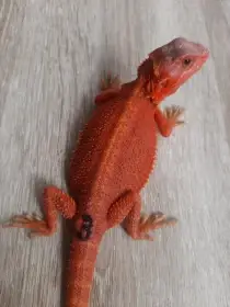 Agama vousatá