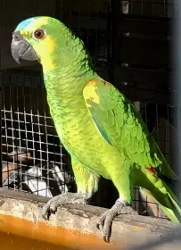 Amazonan modrocely