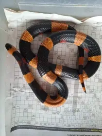 2,0 L.t.campbelli