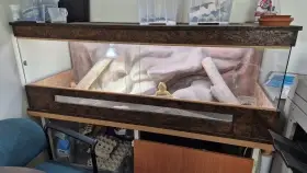 Terárium 3x agama vousatá