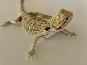 Agama vousatá samci a samičky