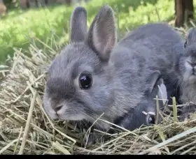 Zakrslý bilopesikatý modrý králík