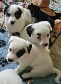 Štěňata jrt s PP