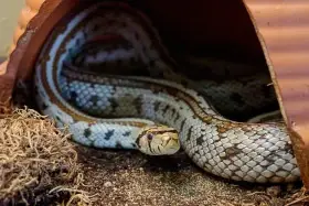 Mláďata užovek levhartích (Zamenis situla)