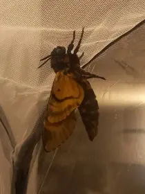Lišaj smrtihlav (acherontia atropos)