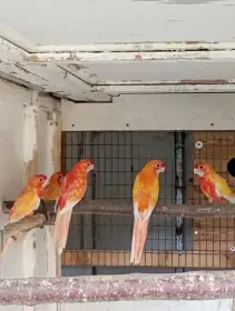 Penant žlutý pastel 2f oranžový