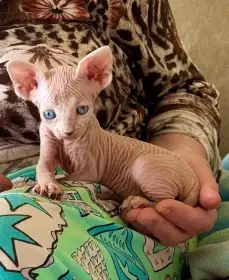 Nabízím k rezervaci bezsrstá koťata