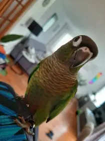 Ručně dokrmená mláďata pyrury zelenolícího