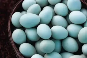 Slepice Nosnice Greenshell - snáší zdravá zelená, olivová až modrá vajíčka